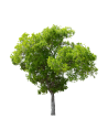 Copaci si plante