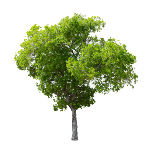 Copaci si plante